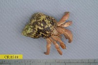 藏品(皺紋陸寄居蟹)的圖片